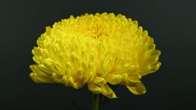 Close-up 4K video of a vibrant
golden yellow chrysanthemum in
full bloom, showcasing intricate
petals with water droplets, against
a dramatic dark background - Powered by Shutterstock - Get 15% off with code: PIKWIZARD15