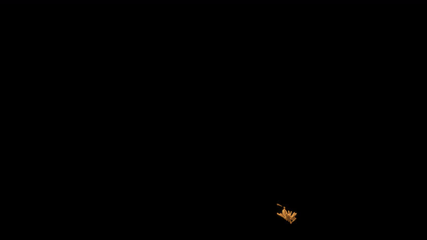 Love My Family Gold Text Animation 4K Video Suitable for Greeting Intros and Family Celebrations