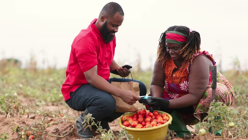 African Contactless payments in Agriculture entrepreneurship. Woman farmer selling fresh tomatoes, accepting card payment via point of sale, POS device on her field.