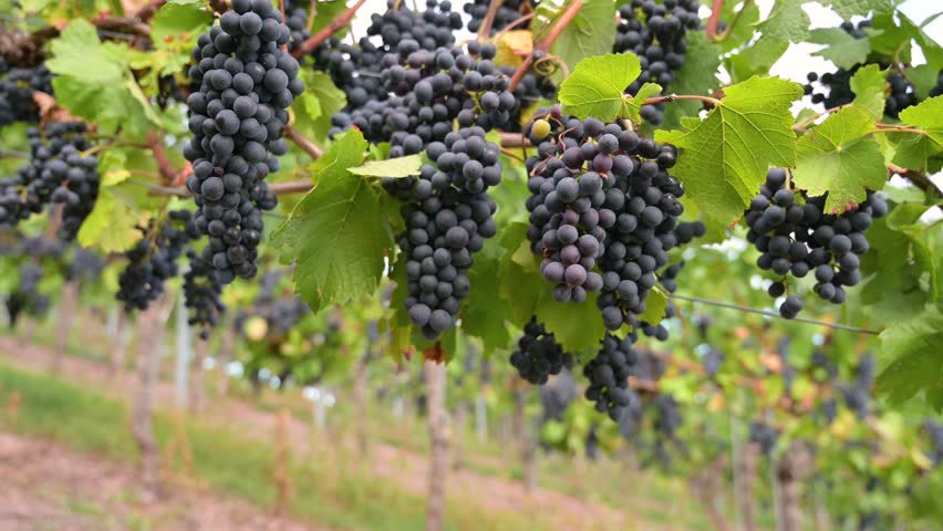 Blue grapevine, Pinot Noir grapes growing on vine, vineyard in Trier, Moselle Valley, Germany, agriculture at Mosel river, rhineland palatine