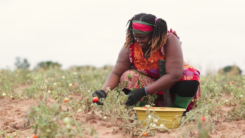 African Agriculture Entrepreneur, woman farmer harvests ripe tomatoes in her field with a smile.