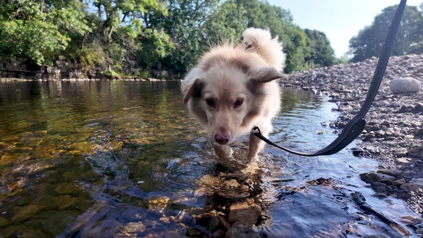 Happy pet dog quenching thirst from a natural river stream