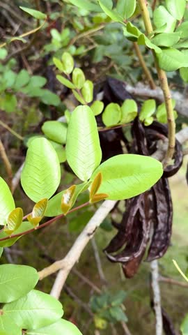 Ripe Carob Pods Hanging from Tree Branches – Organic Mediterranean Crop.