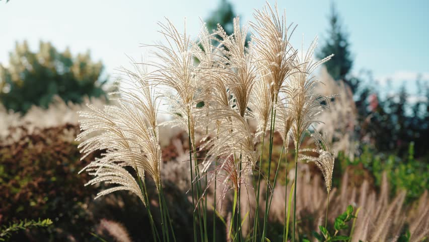 Tall ornamental grass with fluffy plumes in garden