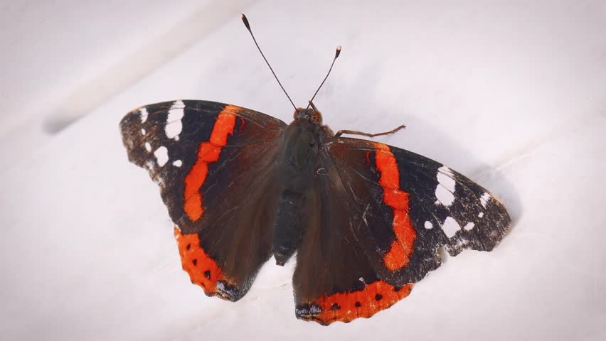beautiful Vanessa atalanta butterfly with vibrant orange and black patterns resting calmly.