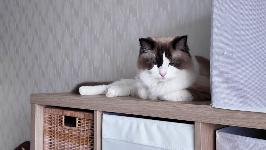 Portrait of a lovely cat. Ragdoll cat sitting on a shelf at home and looking down with its large eyes. Purebred cat. Close-up