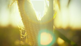 A close-up view of an ear of corn hanging in a field during the golden hours of sunset. The warm sunlight highlights the kernels and leaves, creating a serene agricultural scene - Powered by Shutterstock - Get 15% off with code: PIKWIZARD15