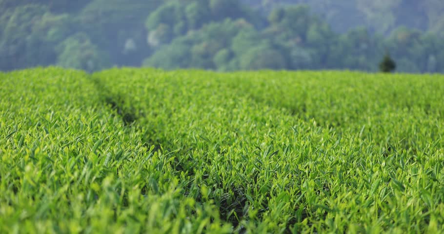Green tea shoots grow in spring , China