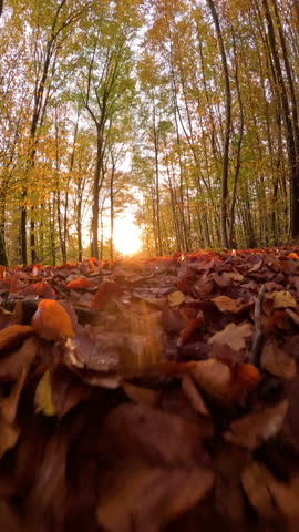 VERTICAL, LENS FLARE, SLOW MOTION: Fit woman runs through golden autumn forest at sunrise, accompanied by her two dogs. Rays of light spread across colourful fall foliage as she runs along leafy path