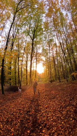VERTICAL, LENS FLARE, SLOW MOTION: Golden rays of sunrise shine through colorful autumn trees as smiling woman and two playful dogs run along leafy forest path. Sport activity and bonding with pets.