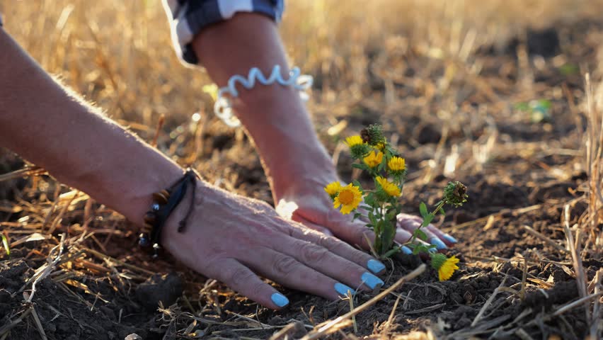 Female hands of farmer planting beautiful yellow flower in the ground at summer season. Arms of agronomist caring for small seedling at sunset. Concept of agricultural business. Slow motion