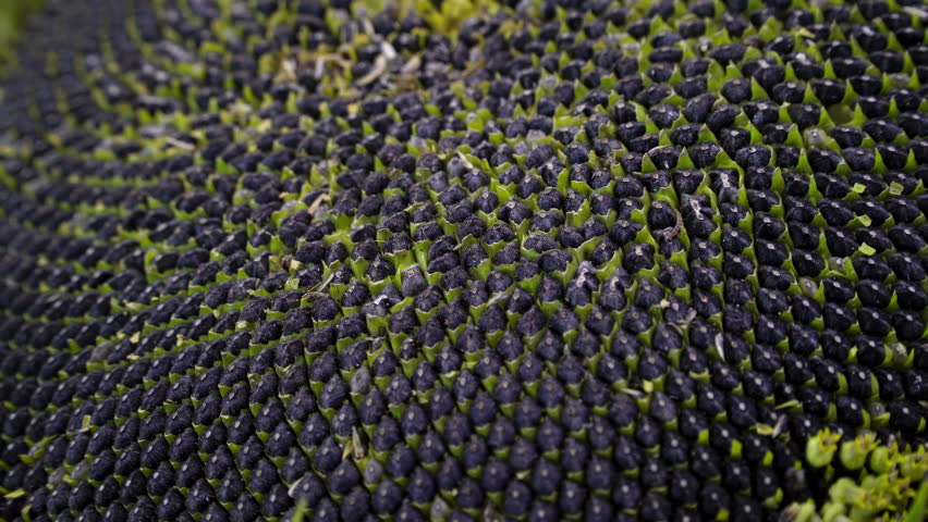 Ripe sunflower head (Helianthus annuus) showing Fibonacci spiral pattern – phyllotaxis and natural biomathematics concept