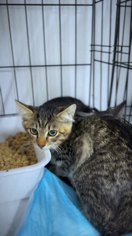 Cat behind a fance. Cat in animal shelter. Cat looking over the fance. Vertical video
