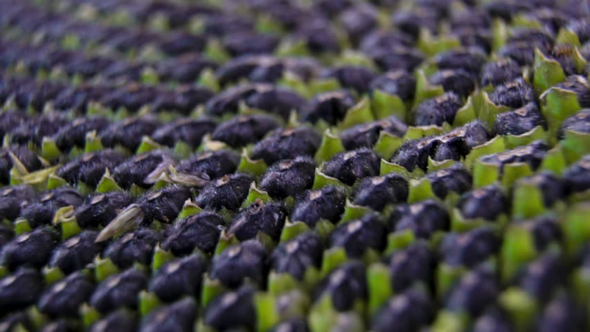 Spirals of ripe black seeds: Head (inflorescence-basket) of an annual sunflower (Helianthus annuus) at the stage of full seed (seed pod) ripeness.