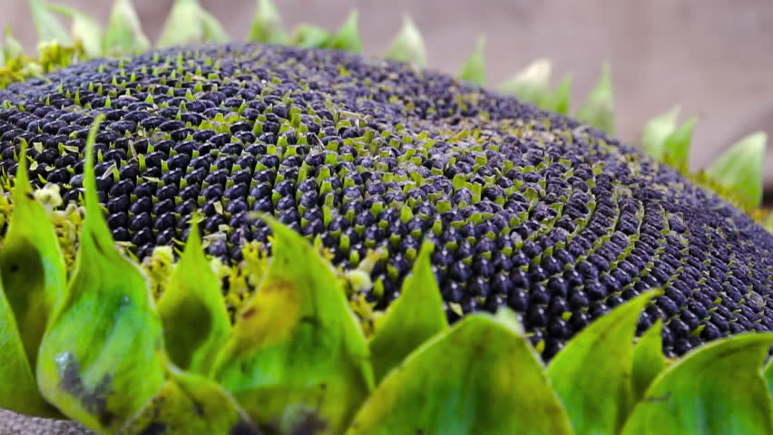 Sunflower head (Helianthus annuus) with seeds forming Fibonacci spirals: A concept of phyllotaxis and biomathematics.