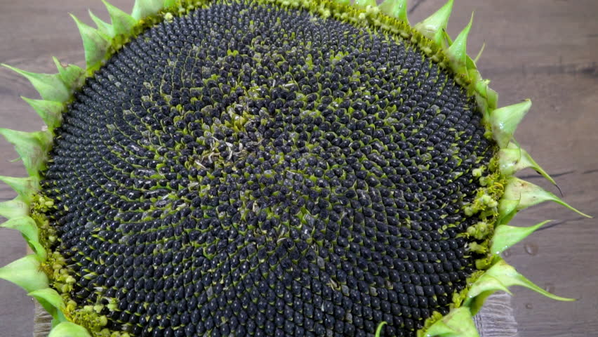 Spiral seed pattern: Close-up texture of sunflower seeds (Helianthus annuus), natural mathematical structure.