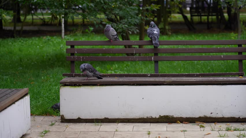 Flock of urban pigeons finds repose on weathered park bench, surrounded by lush green foliage in serene environment.
