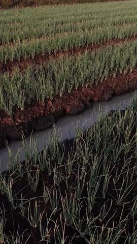 A vast and fertile expanse of red onion plantations as the sun has just risen