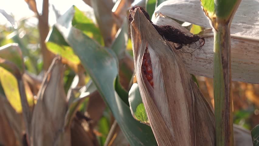 Dried corn plants ready for harvest. Dried corn stalks stand tall along a rural field under clear blue sky. 