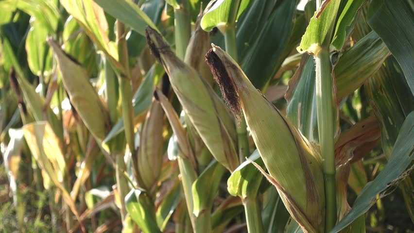 Lush corn field with green stalks, ripe ears, and sunlit leaves. A vivid farming scene capturing harvest season.