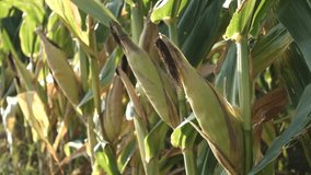 Lush corn field with green stalks, ripe ears, and sunlit leaves. A vivid farming scene capturing harvest season. - Powered by Shutterstock - Get 15% off with code: PIKWIZARD15