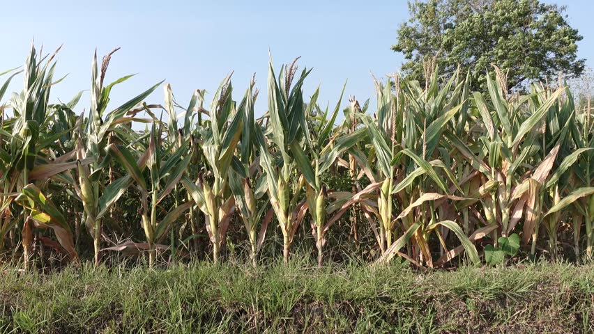 Vast cornfield with tall green stalks under a clear blue sky with a grassy foreground and a distant tree adding natural framing.