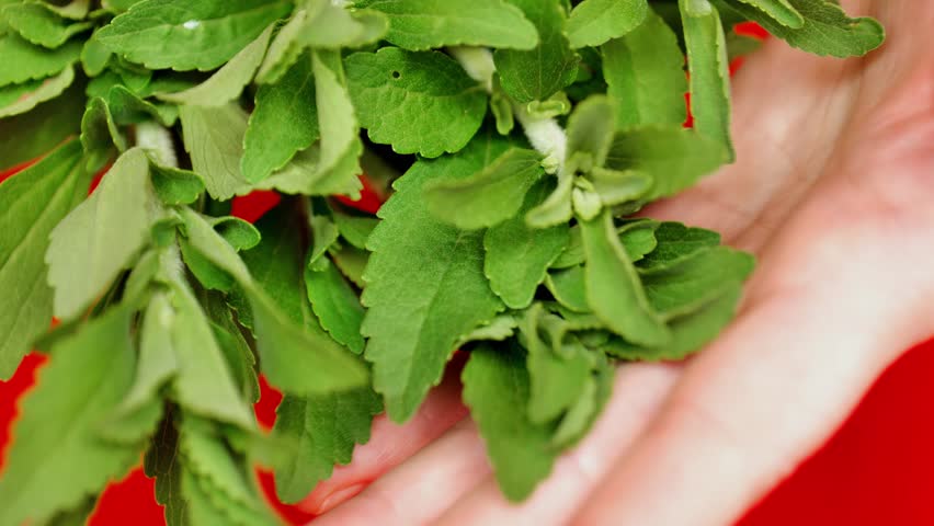 Stevia rebaudiana. Hands sorting through green leaves of fresh stevia.Alternative Low Calorie Vegetable Sweetener. 4k footage