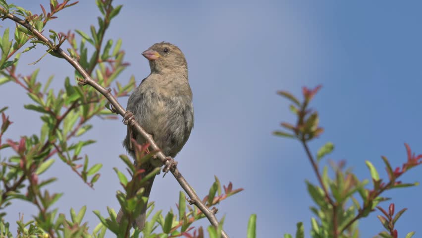 House Sparrow (Passer domesticus) female looking around from its perch in a hedge. September, Kent, UK. (Slow motion x5)