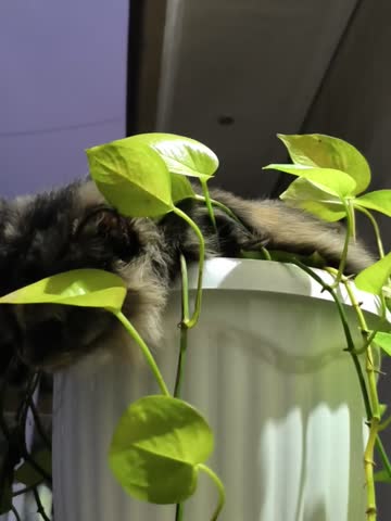 ​A cute fluffy tortoiseshell cat relaxes in a white plant pot, peeking curiously from behind the green leaves of a houseplant.