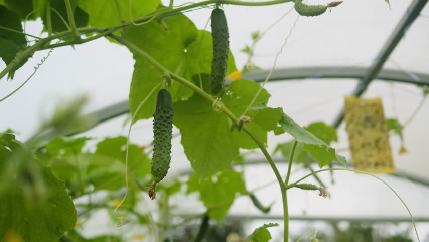 Harvest of fresh cucumber vegetables in hands in the garden, farmer growing gherkin pickling cucumbers, macro close up of bio eco harvesting. 