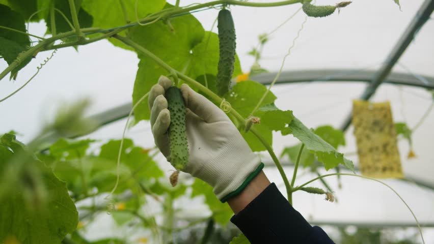 Harvest of fresh cucumber vegetables in hands in the garden, farmer growing gherkin pickling cucumbers, macro close up of bio eco harvesting. 