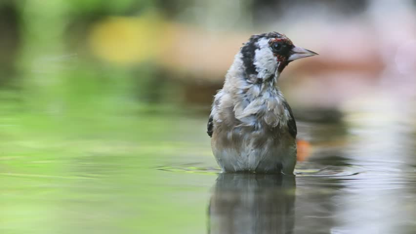 European goldfinch take a bath,  goldfinch, Carduelis carduelis,  is a small passerine bird in the finch family, bath, 