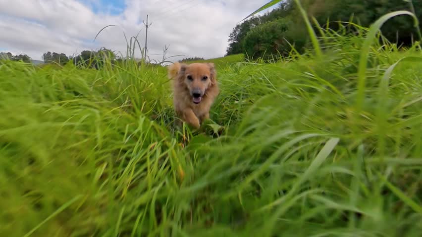 Dog Walking Through Tall Grass in Green Meadow