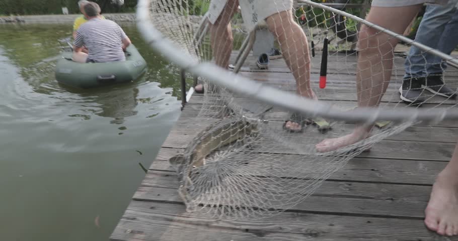 Fishermen caught sturgeon in a private pond or lake. Close-up of sturgeon on a wooden pier. Sturgeon breeding in a private reservoir or pond.