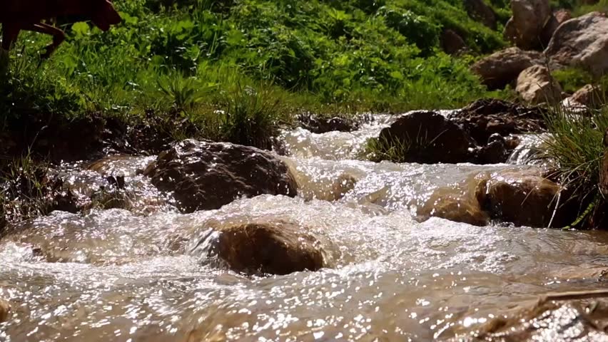 Clear stream flows over rocks in a lush green landscape. Sunlight reflects off the water, creating a sparkling effect. The scene is tranquil and natural.