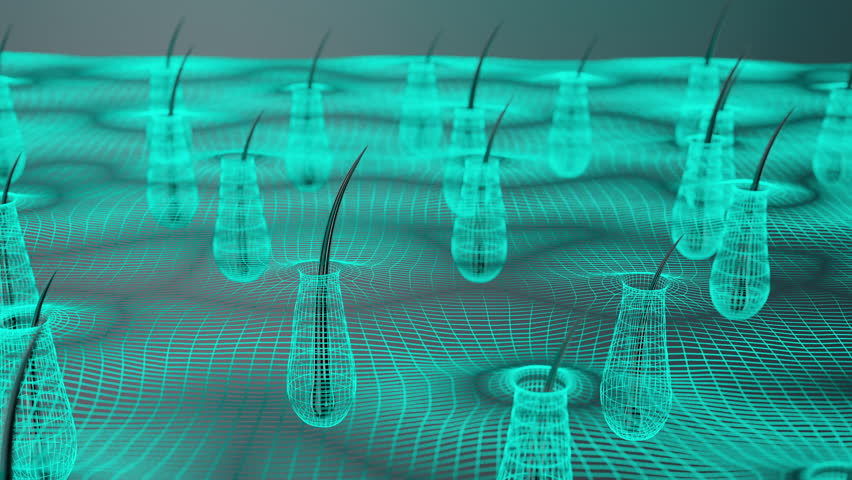 High-quality 3D animation showing close-up view of hair follicles and scalp structure. Ideal for medical, skincare, or biotechnology presentations.