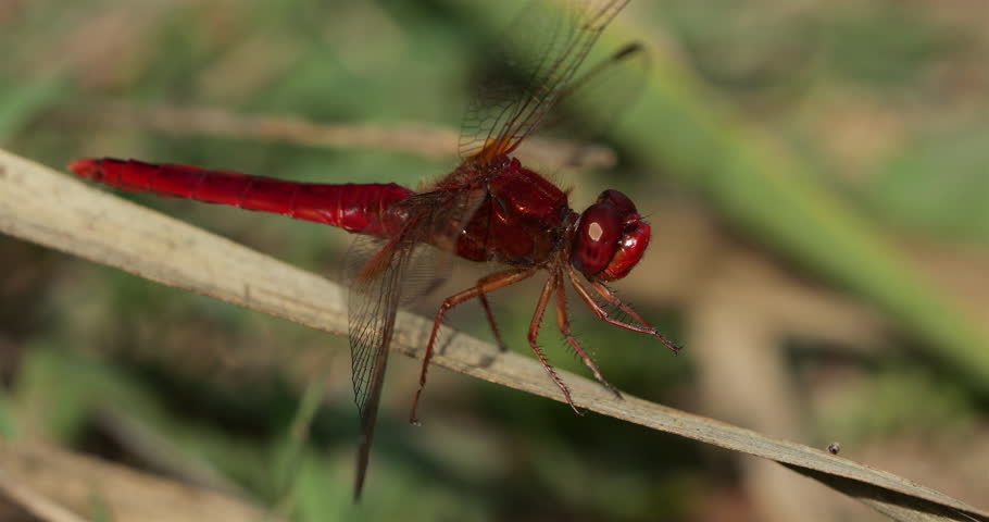Scarlet dragonfly (Crocothemis erythraea), Provence, Southern France