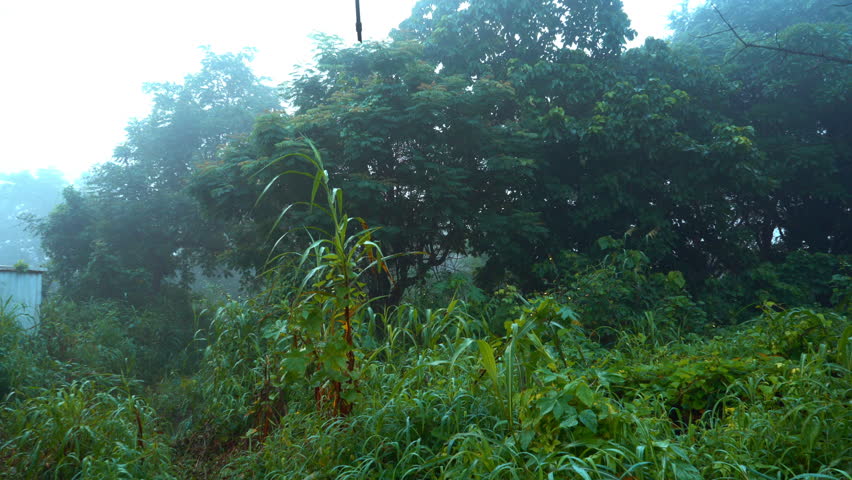 Misty morning in the forest, India