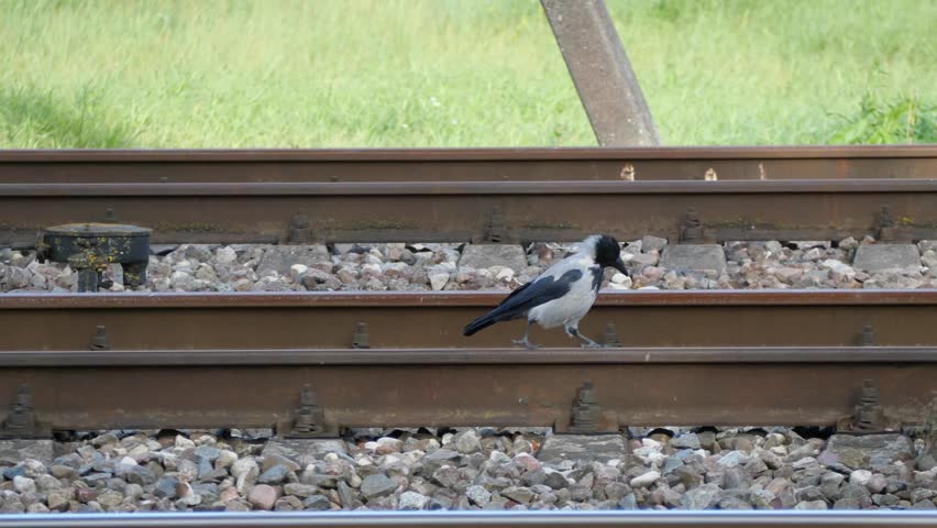 A hooded crow walking on rusty railway tracks