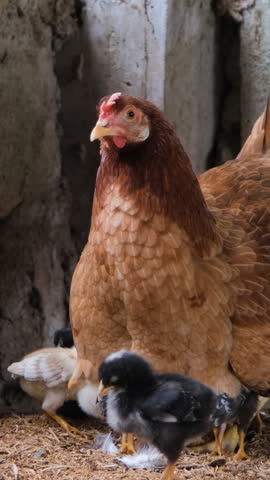 Vertical video. A mother hen shelters her chicks under wings inside a rustic barn creating a nurturing farm atmosphere