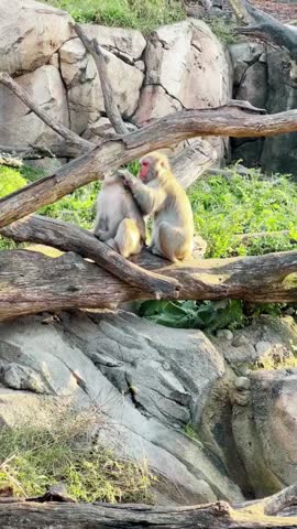 Two monkeys sitting together on a rock in the zoo, showcasing playful wildlife behavior and natural bonding moments.
