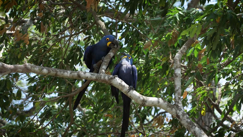 Macaw in the Amazon, Brazil