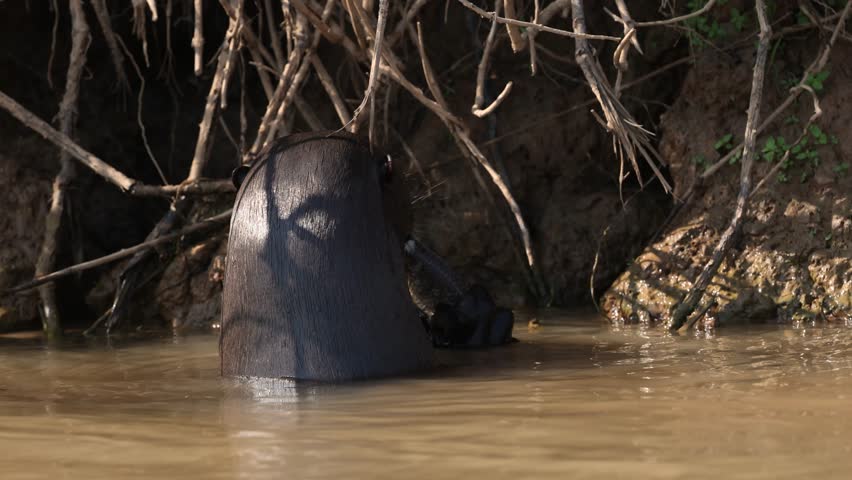 Giant river otter in the Amazon