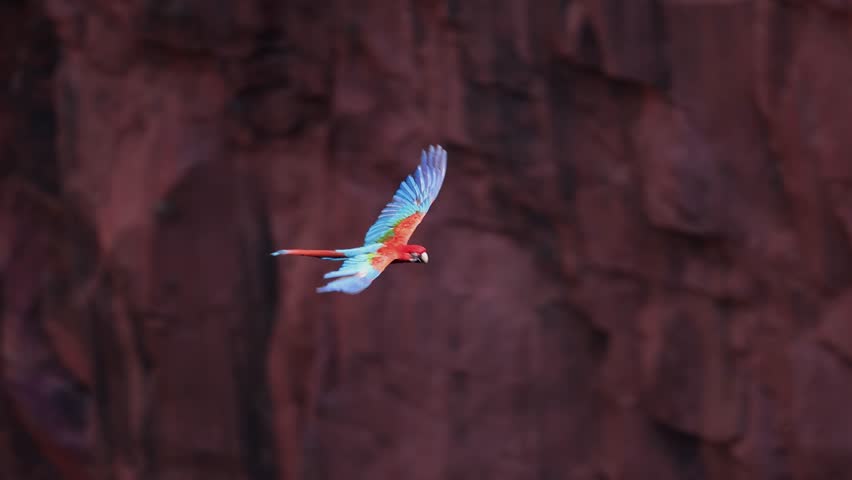 Macaw in the Amazon, Brazil