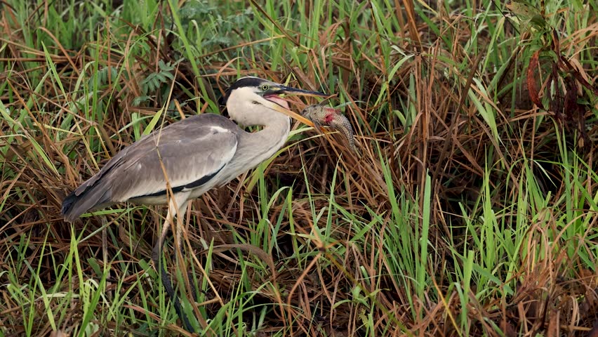 A heron eating a fish in the Pantanal 