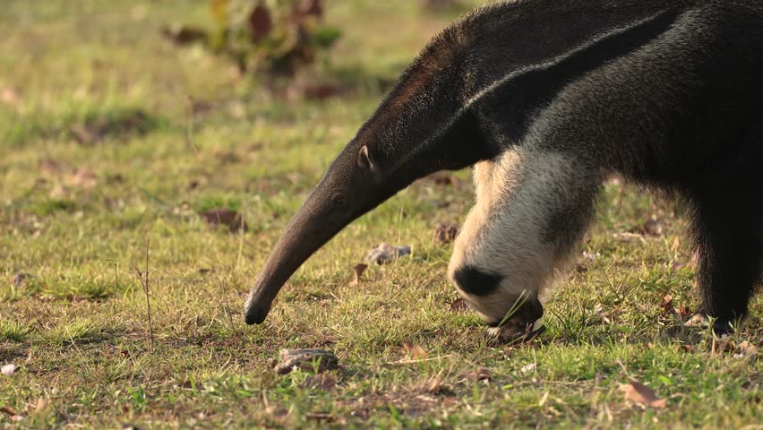 Giant anteater in Pantanal, Brazil. 