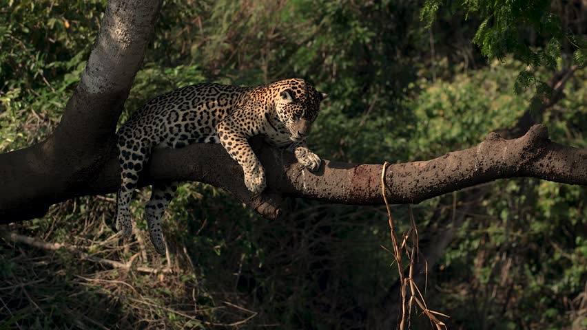 Jaguar hunting caiman in Brazil