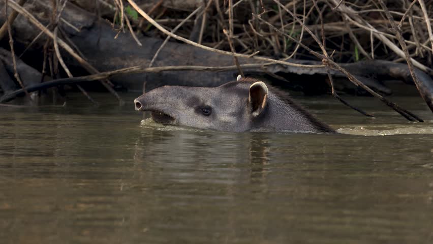 A tapir in the Amazon 