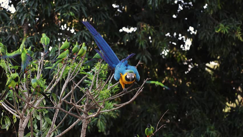 Macaw in the Amazon, Brazil