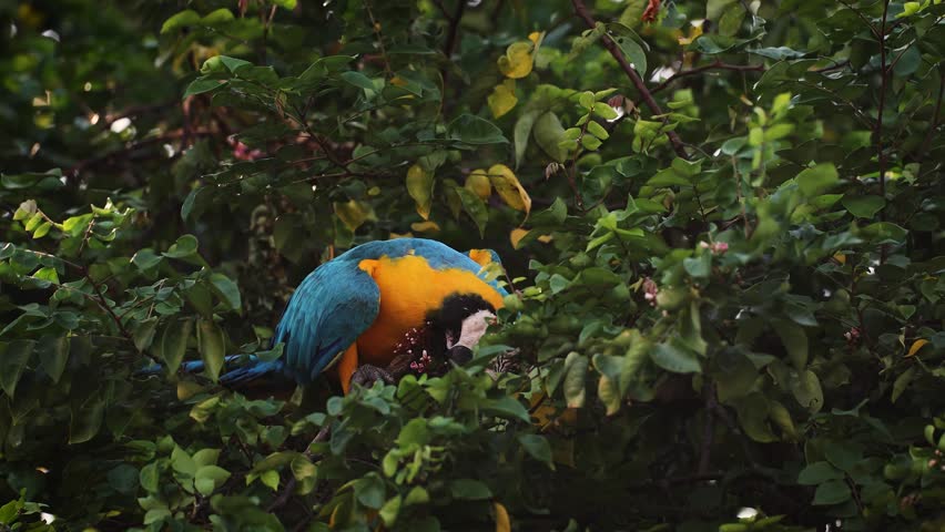 Macaw in the Amazon, Brazil